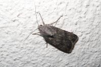 Agrotis segetum