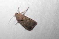 Agrotis segetum
