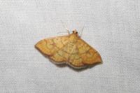 Anania verbascalis