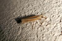 Ancylolomia tentaculella