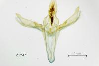 Dioryctria simplicella