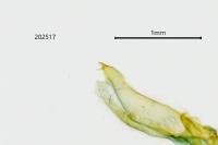 Dioryctria simplicella
