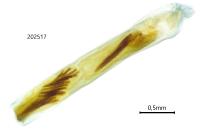 Dioryctria simplicella