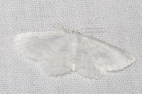 Asthena albulata