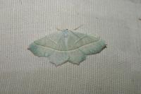 Campaea margaritaria