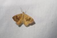 Camptogramma bilineata