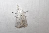 Cerura erminea