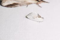 Cilix glaucata