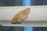 Cyclophora punctaria