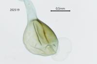 Scoparia basistrigalis