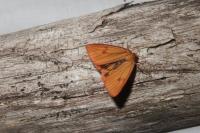 Diacrisia sannio