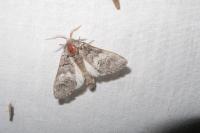 Drymonia querna