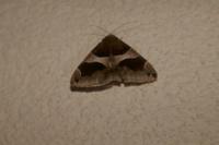 Dysgonia algira
