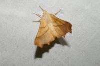 Ennomos fuscantaria