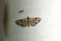 Eupithecia pulchellata