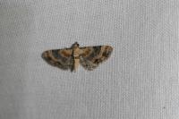 Eupithecia pulchellata
