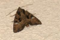 Euplexia lucipara