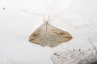 Evergestis forficalis