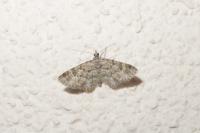 Gymnoscelis rufifasciata