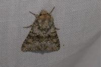 Hecatera dysodea