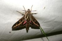 Hyles livornica