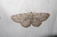 Hypomecis punctinalis