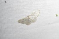 Idaea subsericeata