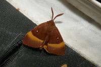Lasiocampa quercus quercus
