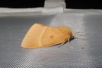 Lasiocampa quercus quercus
