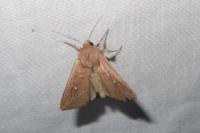 Mythimna albipuncta