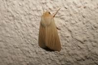 Mythimna pallens
