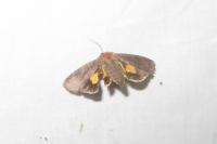 Noctua janthina