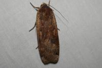 Noctua pronuba