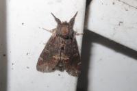 Notodonta dromedarius