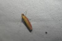 Oncocera semirubella