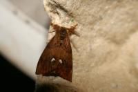 Orgyia antiqua