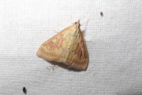 Ostrinia nubilalis