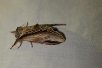 Pheosia tremula