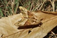 Phlogophora meticulosa