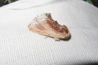 Ptilodon cucullina