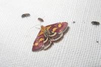 Pyrausta purpuralis