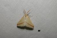 Rhodometra sacraria
