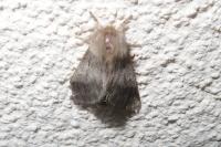 Thaumetopoea processionea