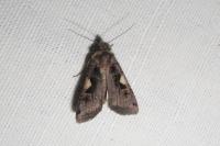 Xestia c-nigrum