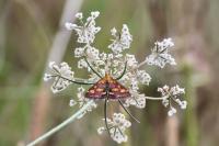 Pyrausta purpuralis