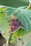 Pyrausta aurata