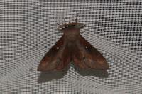 Dendrolimus pini pini