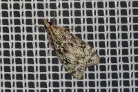 Eudonia lacustrata