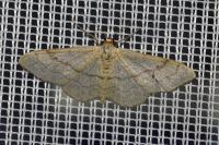 Idaea aversata