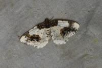 Ligdia adustata